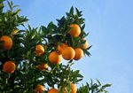 orange garden
